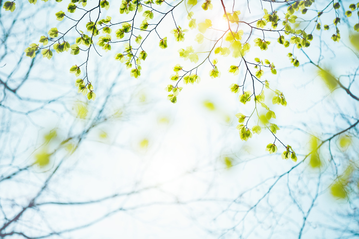 Lupuscheck Bild Frühling Blätter Sonnenschutz