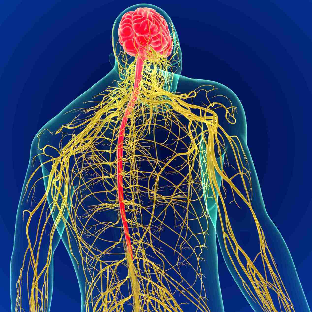 Grafische Darstellung eines Nervensystems